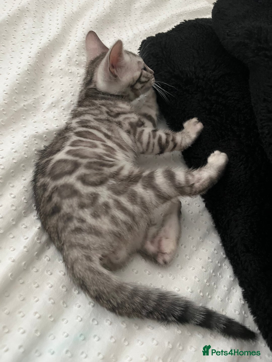Bengal cats for sale: Grey/Silver Bengal Kitten (Male) - Image 5