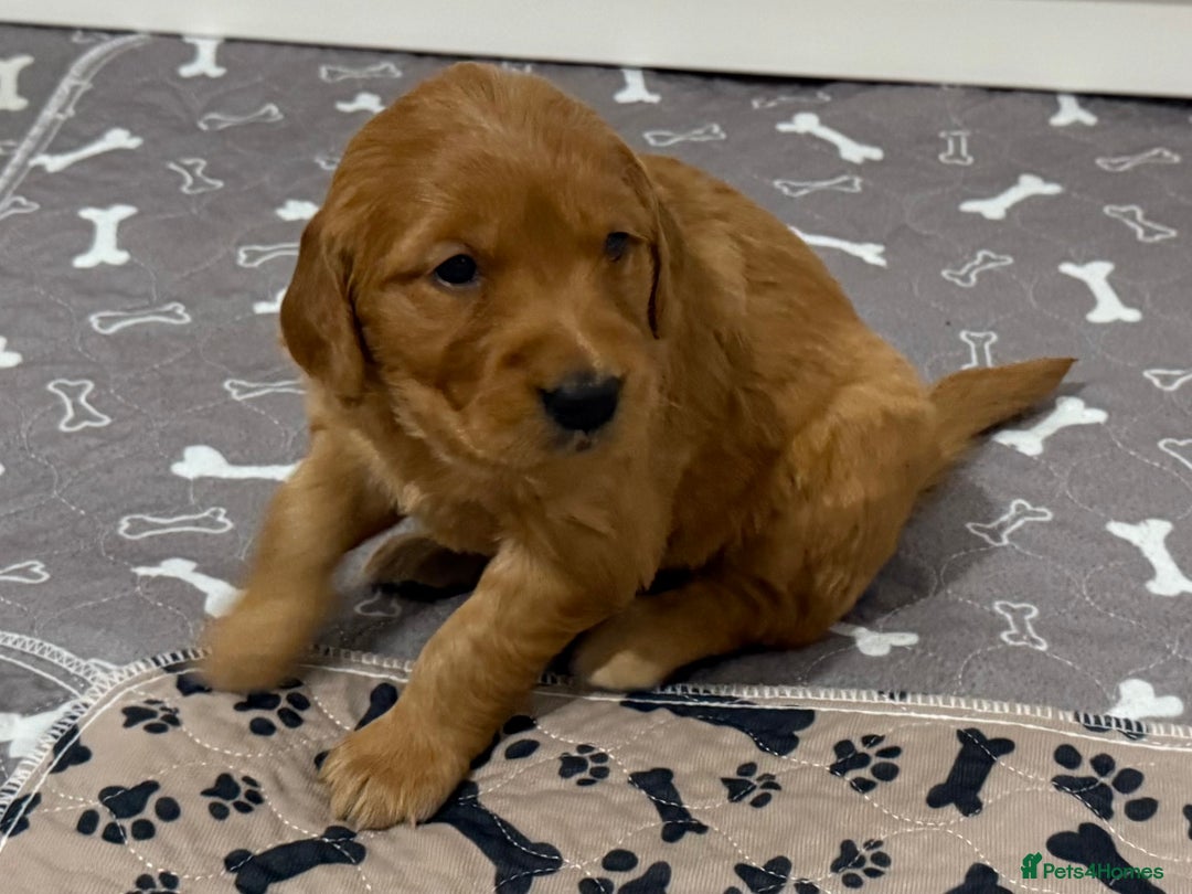 Golden Retriever dogs for sale: Dark Red Golden Retriever Pups  - Image 22