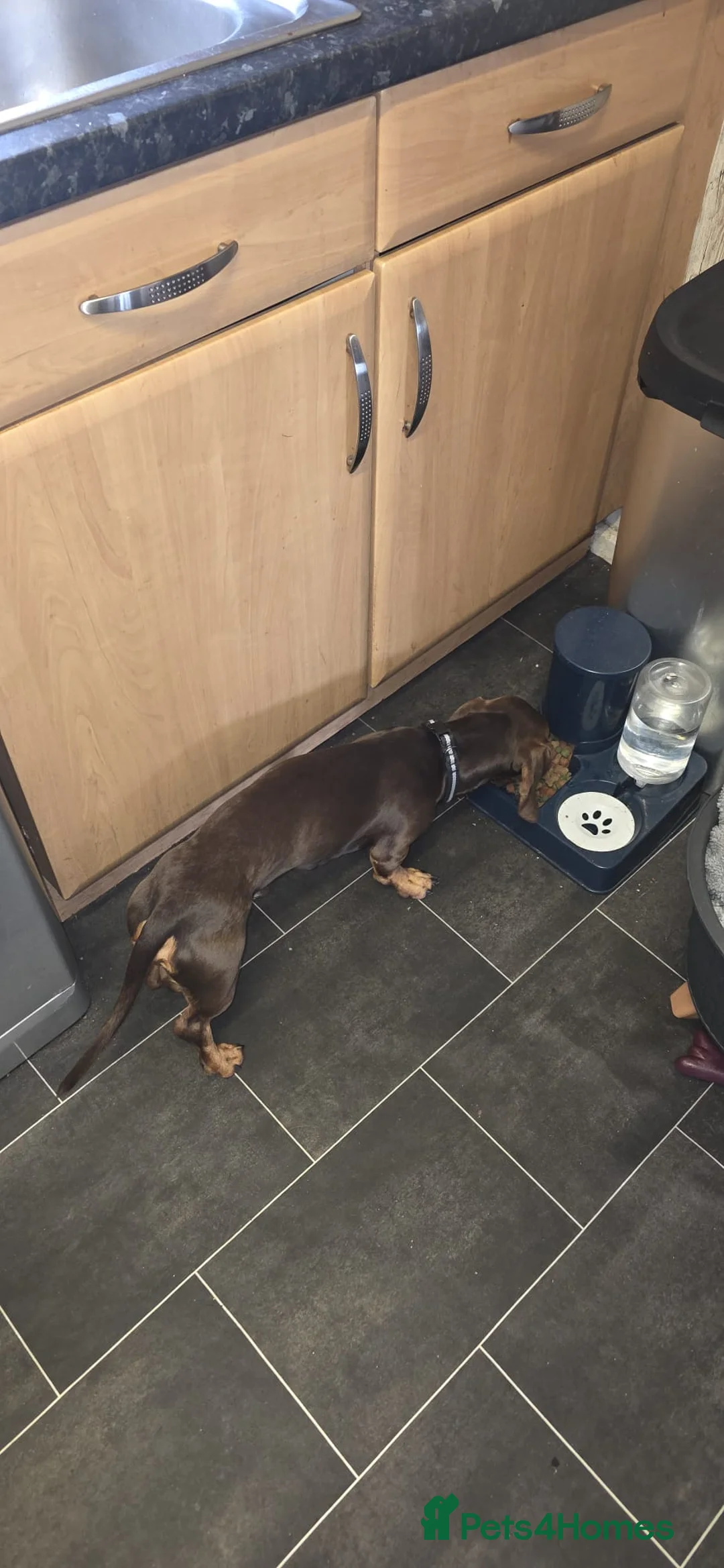 Dachshund dogs for sale: Male dachshund  - Advert 1
