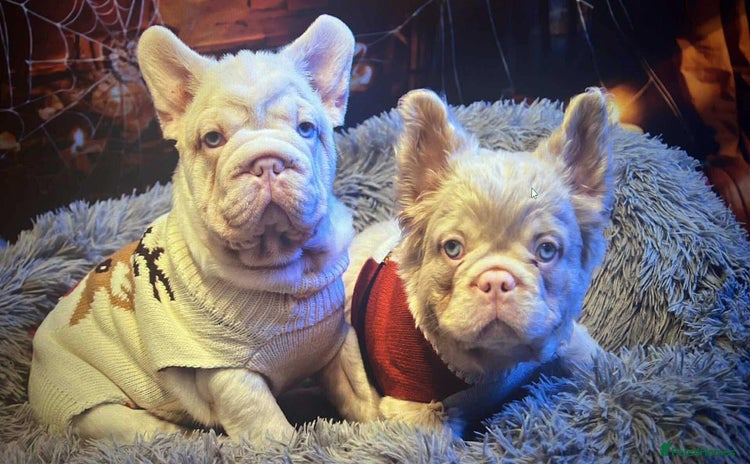 French Bulldog dogs Platinum Full Pink ** Boy - Advert 14