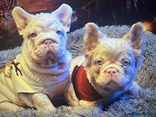 French Bulldog dogs - Advert 29