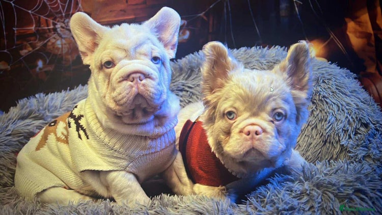 French Bulldog dogs Platinum Full Pink ** Boy - Advert 13