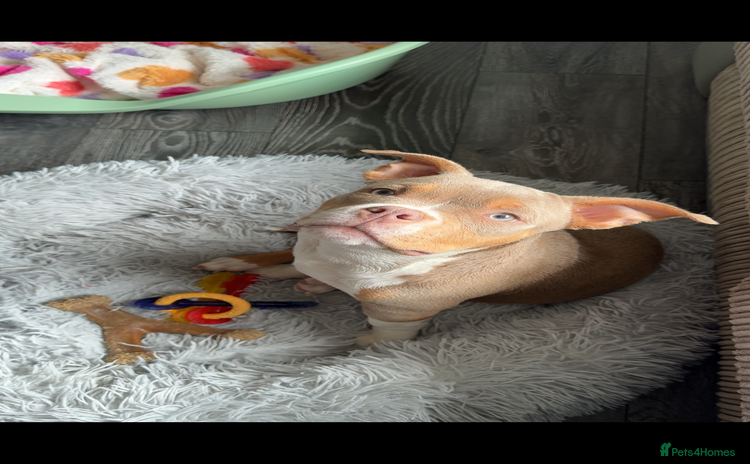 American Bully dogs - Advert 1