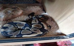 Python Snake reptiles for sale: Ball python for sale - Image 5