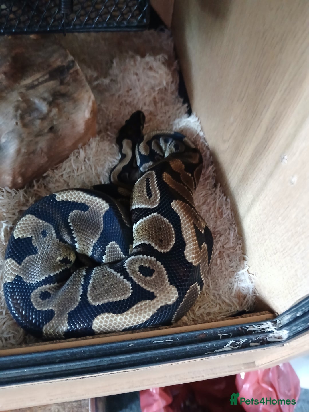 Python Snake reptiles for sale: Ball python for sale - Image 5