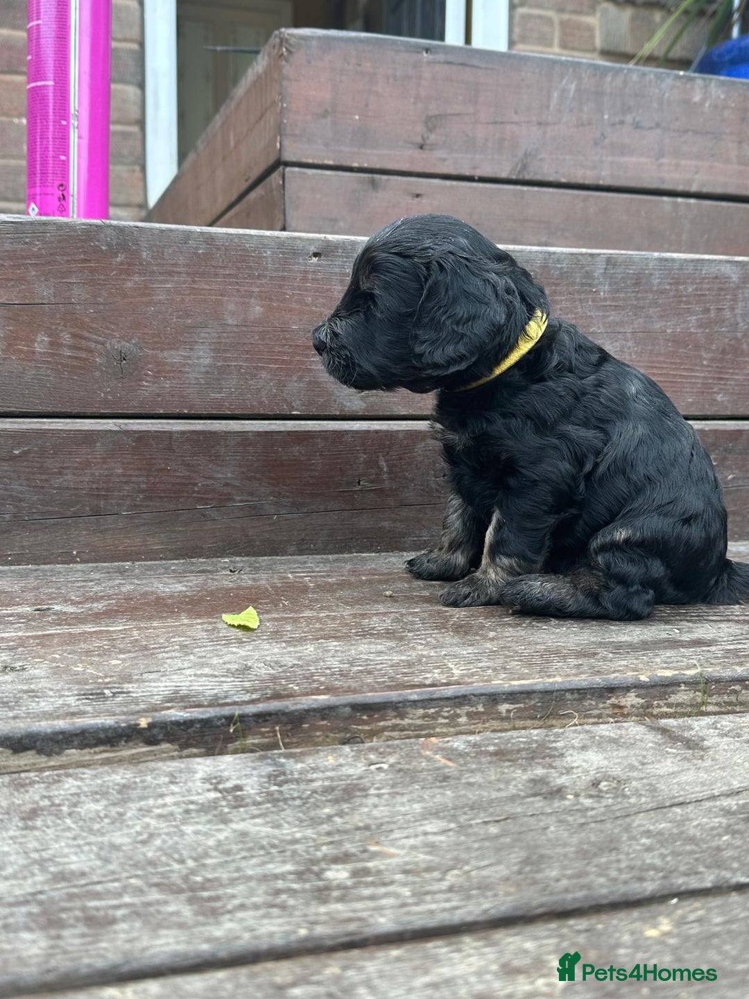 Cockapoo dogs for sale: Stunning cockapoo puppies  - Image 3