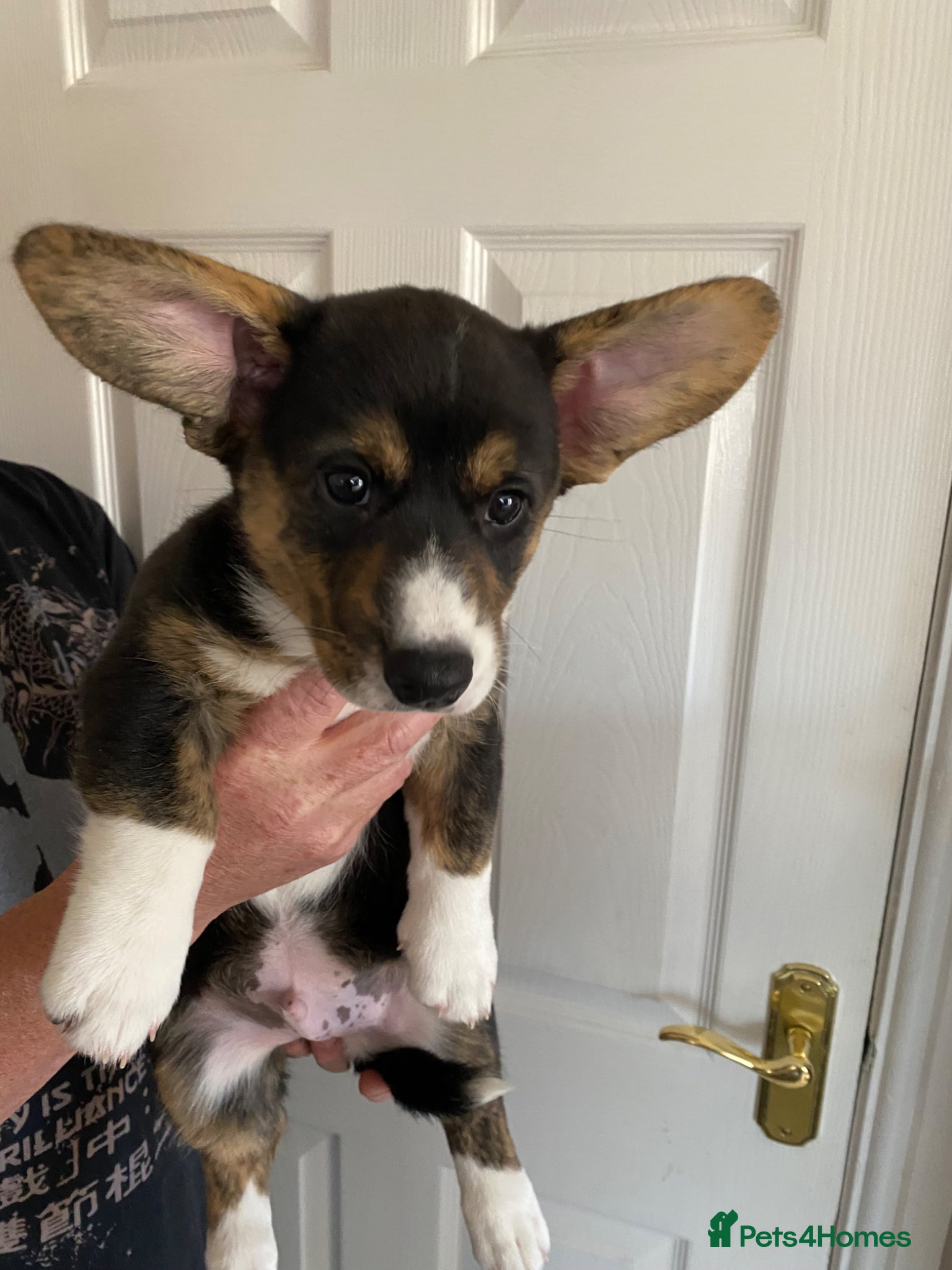 Welsh Corgi Cardigan dogs WELSH CARDIGAN CORGI BABIES READY NOW - Advert 1