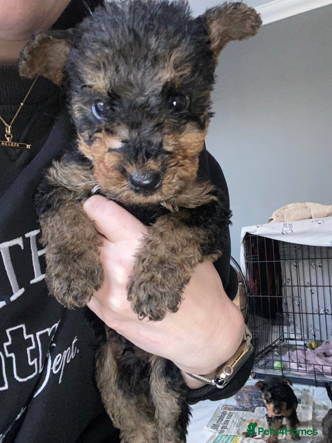 Airedale Terrier dogs for sale: Pure breed Airedale Terriers for sale - Advert 10