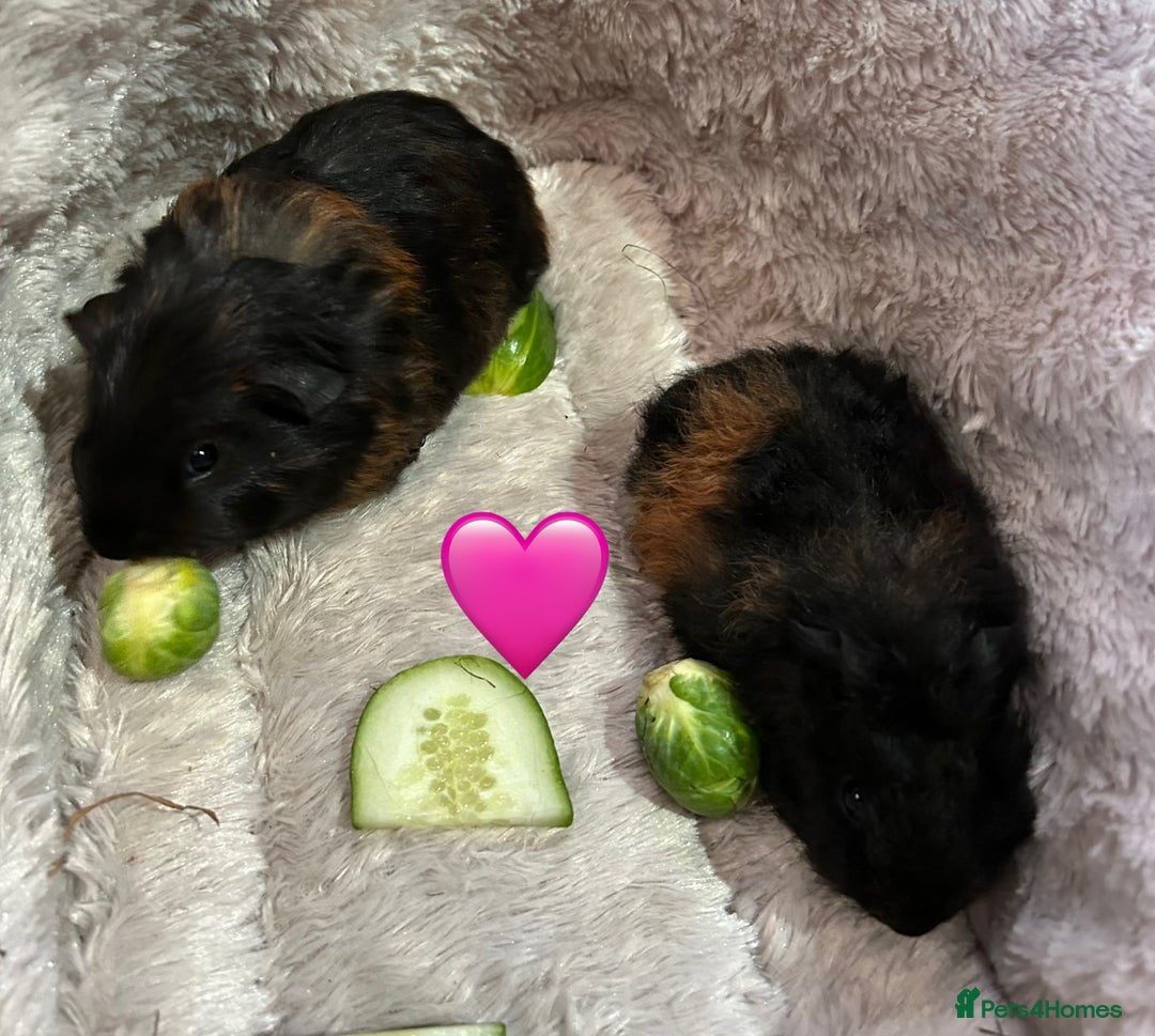 Guinea Pig rodents for sale: GORGEOUS BABY GUINEA PIGS - Advert 30