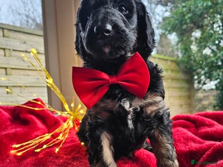 Bernedoodle dogs Exceptional Quality Bernedoodles - Advert 10