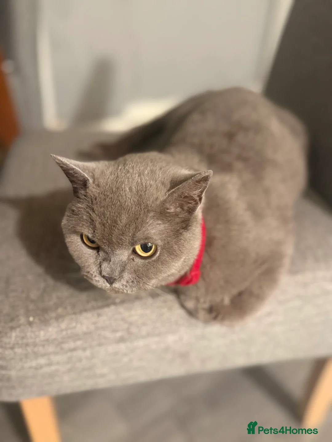 British Shorthair cats for sale: 7-months Stunning Grey British Shorthair in Stoke-on-Trent - Advert 2