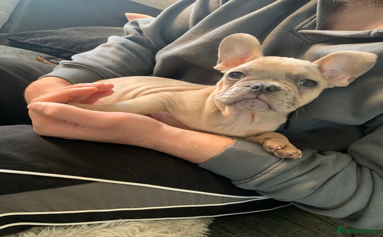 French Bulldog dogs - Advert 16