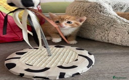 Mixed Breed cats for sale: British mixed breed - Image 12
