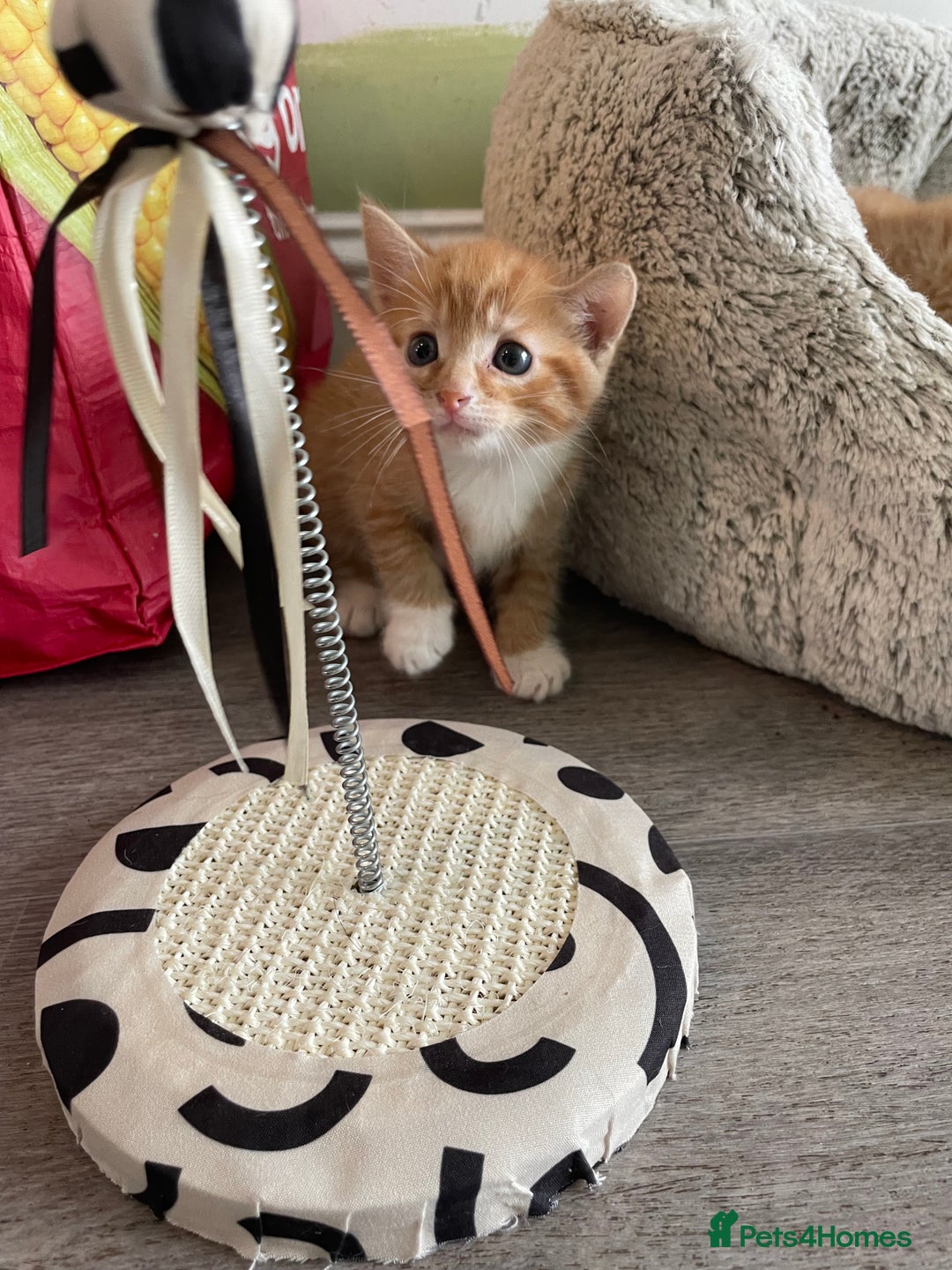 Mixed Breed cats for sale: British mixed breed - Image 12