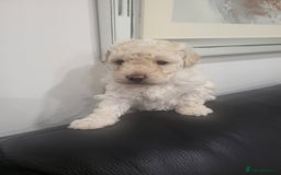 Maltipoo dogs for sale: Stunning maltipoo puppy for sale  - Advert 1