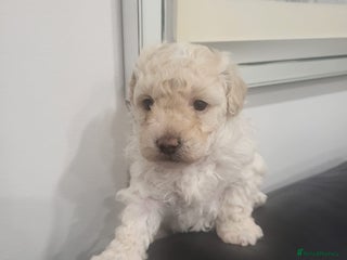 Maltipoo dogs Stunning maltipoo puppy for sale - Advert 1