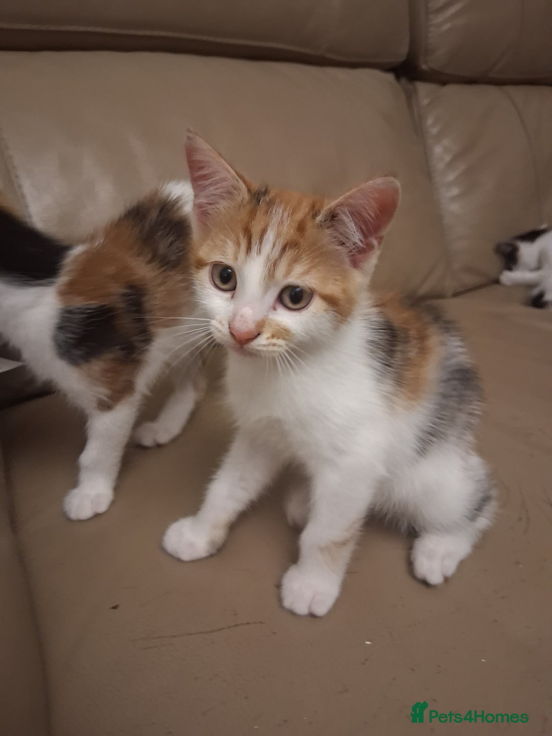 British Shorthair cats for sale: 2 beautiful calico girls - Image 7