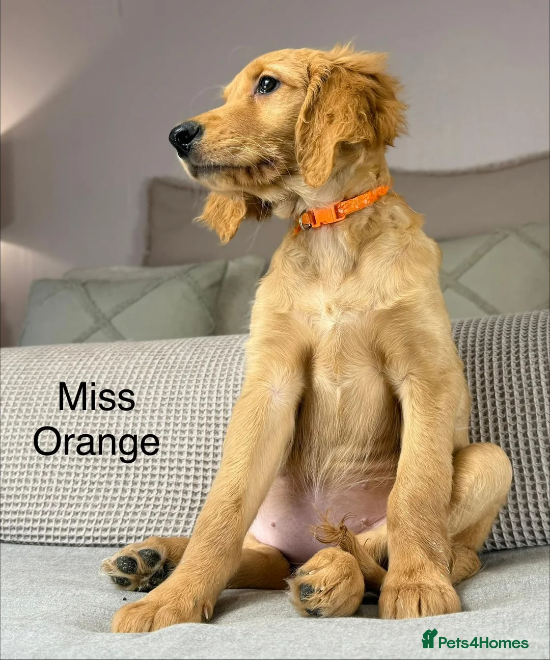 Goldendoodle dogs for sale: These will be stunning adults. Real head turners. - Advert 14