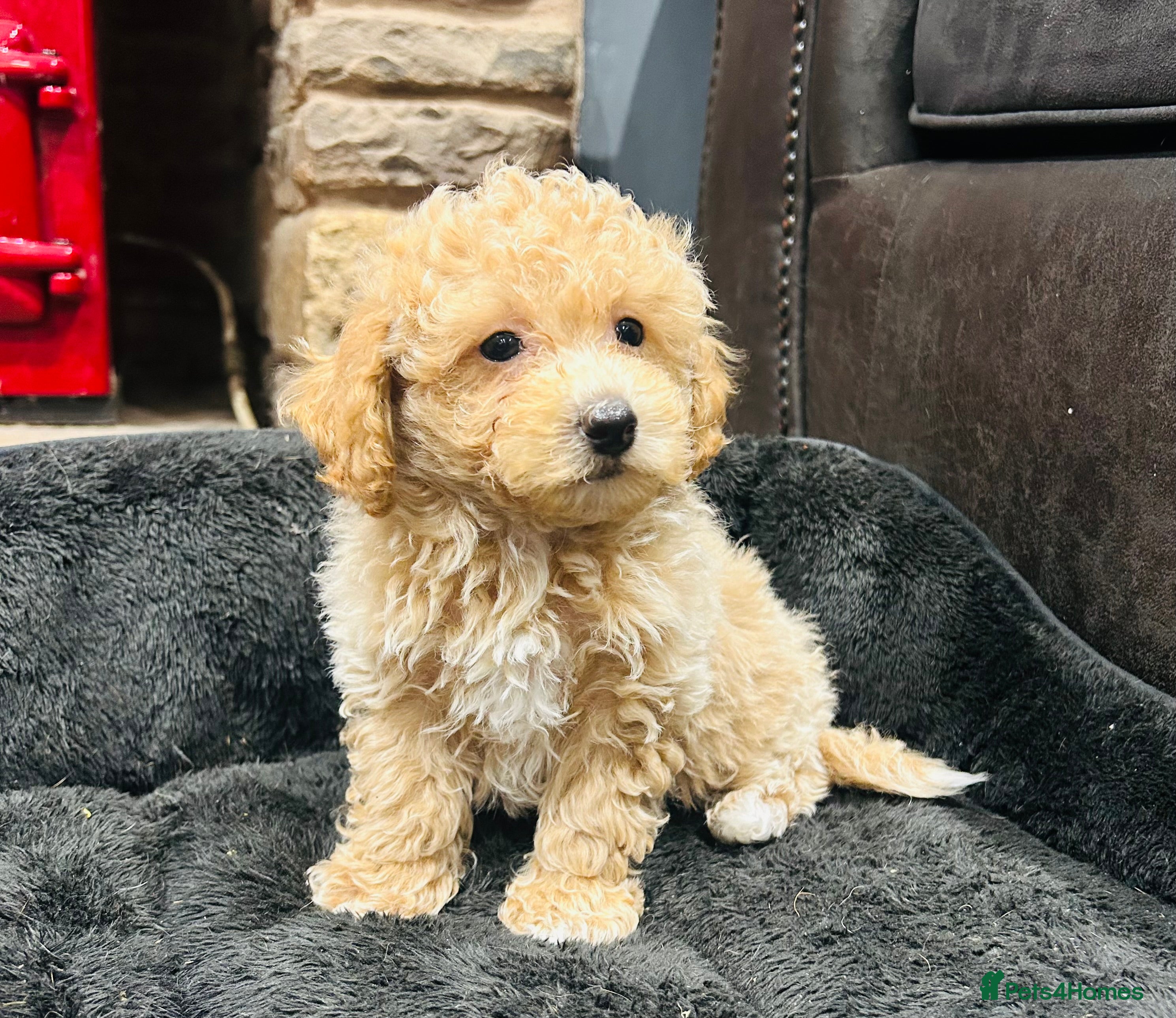 Poochon dogs Beautiful F1 Poochon puppies - Advert 5