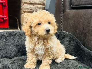 Poochon dogs Beautiful F1 Poochon puppies - Advert 18