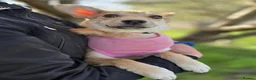 Mixed Breed dogs for adoption: ❤️🐶 BAMBI – SOFT NATURE, BEAUTIFUL BALANCE in Burton-on-Trent - Advert 23