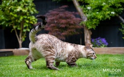 Bengal cats for sale: Majestic Blue-eyed Snow Bengal-TICA-Champion line - Image 24