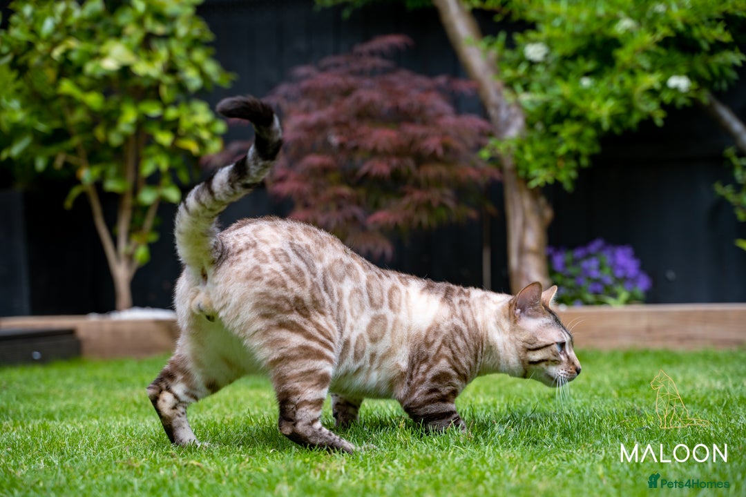 Bengal cats for sale: Majestic Blue-eyed Snow Bengal-TICA-Champion line - Image 24