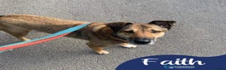 Mixed Breed dogs for adoption: Meet Faith, currently residing in Cheshire  in Nantwich - Advert 2
