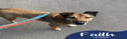 Mixed Breed dogs for adoption: Meet Faith, currently residing in Cheshire  in Nantwich - Advert 2