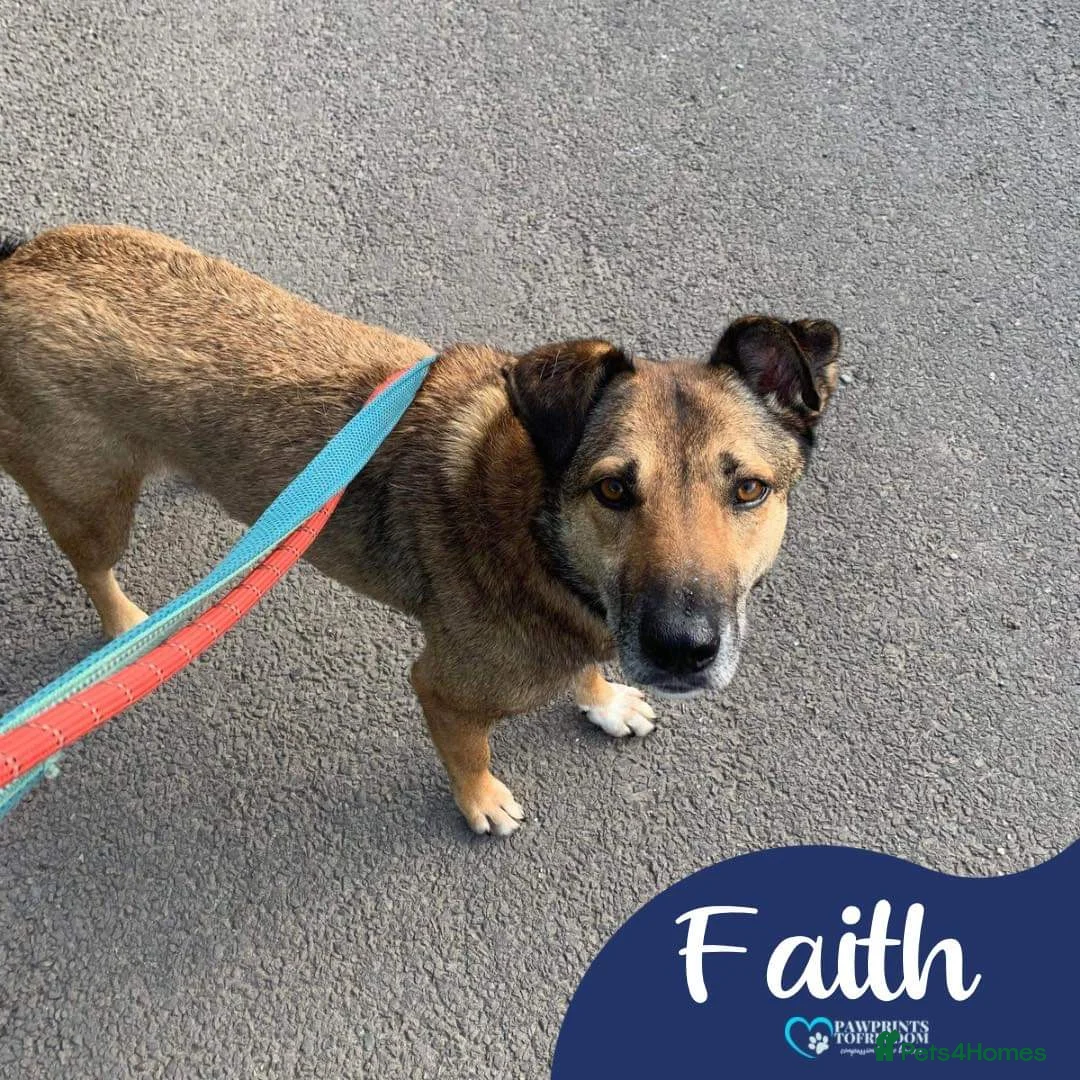 Mixed Breed dogs for adoption: Meet Faith, currently residing in Cheshire  in Nantwich - Advert 2