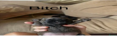 Border Terrier 5
