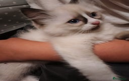 Ragdoll cats for sale: Beautiful Bluey  -unique little fluffy lovelies  - Image 24