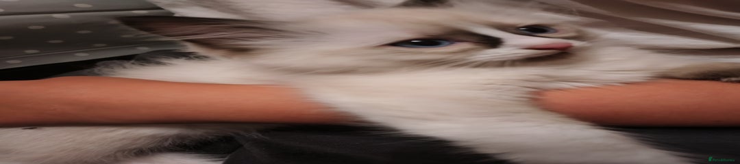 Ragdoll Kitten 1