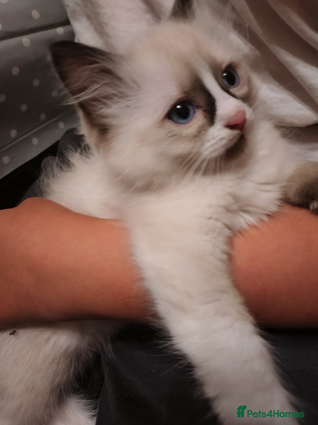 Ragdoll cats for sale: Beautiful Bluey  -unique little fluffy lovelies  - Image 24
