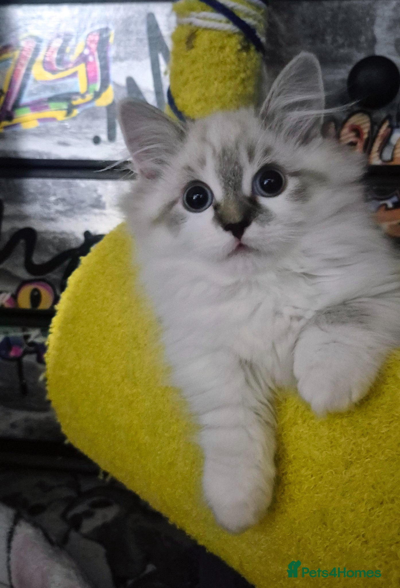 Munchkin cats Super short legs Munchkin boy, full TICA pedigree  - Advert 3