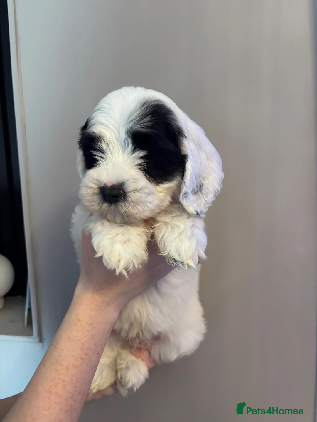 Sheepadoodle dogs for sale: Miniature Sheepadoodles - Advert 2