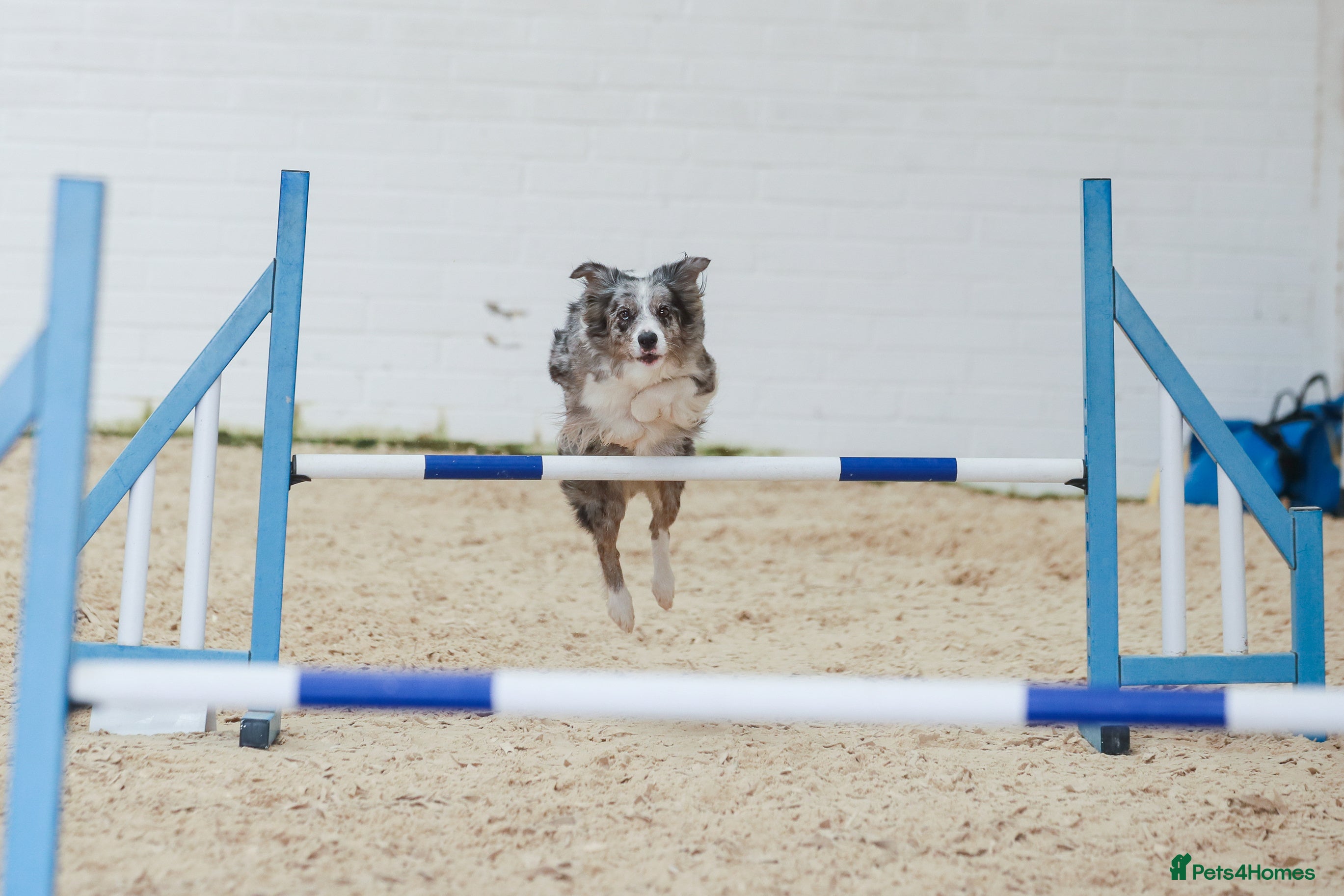 Mixed Breed dogs Stunning Border Collie x Belgian Malinois Puppies - Advert 3