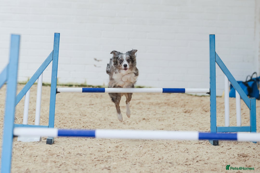 Mixed Breed dogs for sale: Stunning Border Collie x Belgian Malinois Puppies - Advert 1