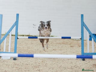 Mixed Breed dogs Stunning Border Collie x Belgian Malinois Puppies - Advert 2