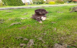 Mixed Breed dogs for sale: 3 female pups Border collie × Kelpie  - Image 10