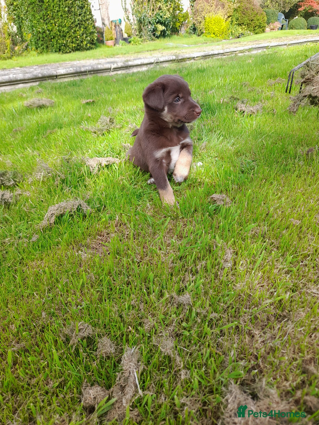 Mixed Breed dogs for sale: 3 female pups Border collie × Kelpie  - Image 10