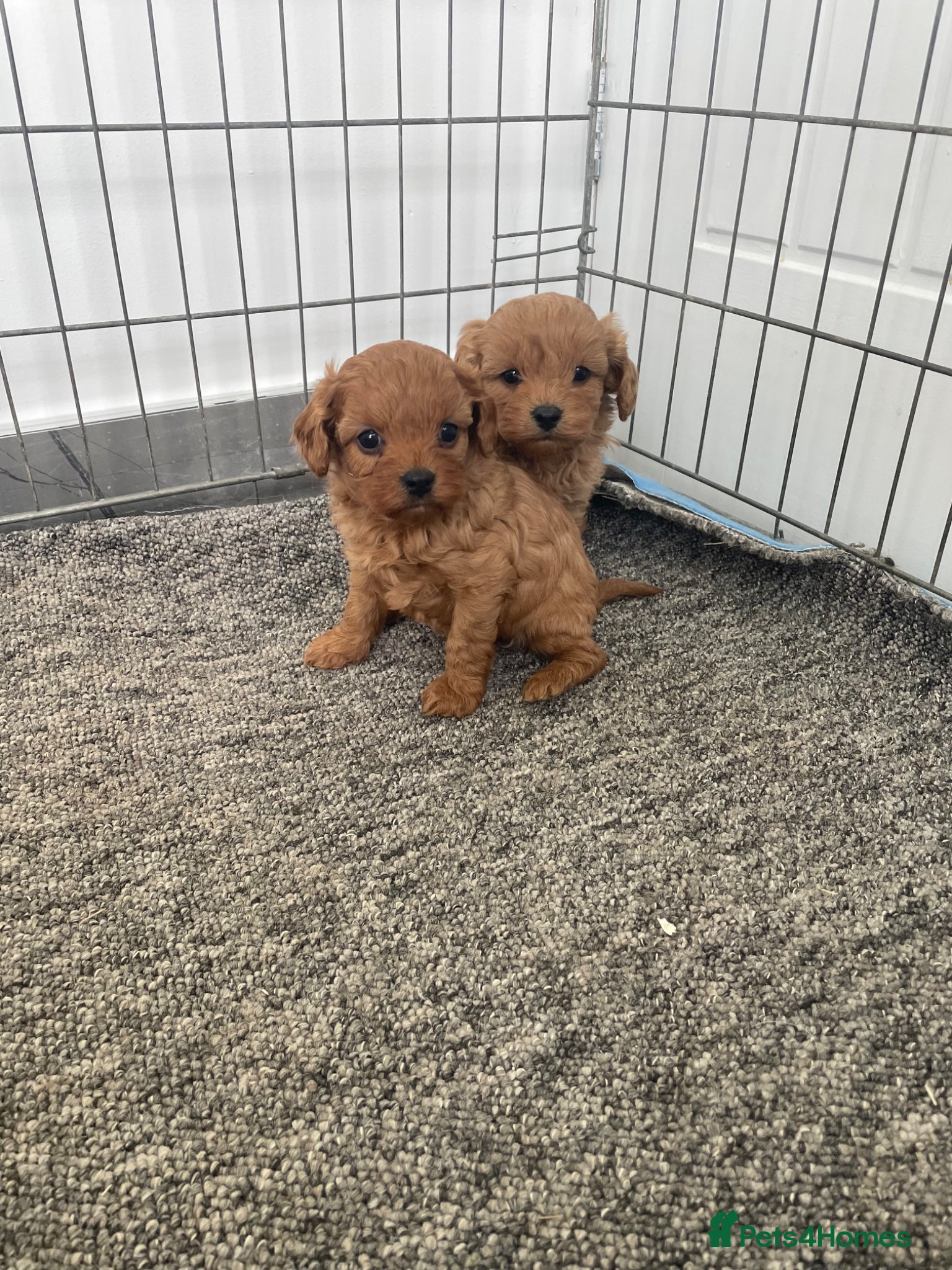 Cavapoo dogs F1Health Tested Cavapoo Puppies  - Advert 18