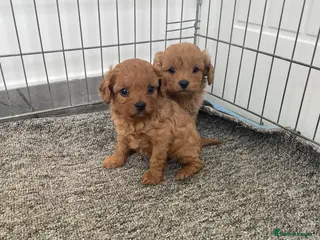 Cavapoo dogs F1Health Tested Cavapoo Puppies - Advert 18