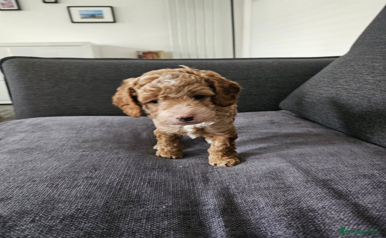 Cockapoo dogs - Advert 2