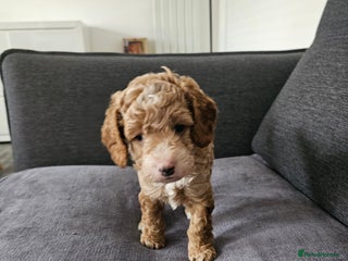Cockapoo dogs - Advert 27