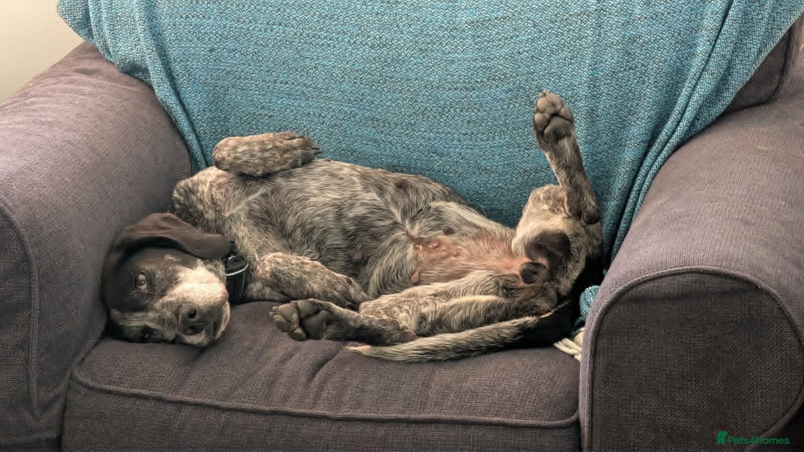 Pointer dogs for adoption: Sweet Marlie is looking for her golden basket in Crieff - Advert 7