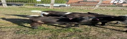 Goats livestock for sale: Pygmy goats - Advert 3
