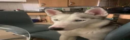Siberian Husky dogs for sale: Urgent Rehome – Siberian Husky (Female) - Advert 2