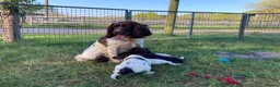Sprocker dogs for sale: Sprocker Spaniel puppies  - Advert 9