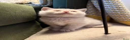 British Shorthair cats for sale: Rare Lilac, Cream & Blue Bicolour BSH kittens - Advert 7